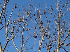 Branches nues et fruits.