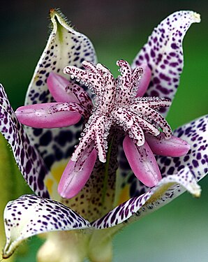 Japanische Krötenlilie (Tricyrtis hirta) 7283.JPG