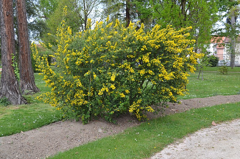 File:Jardin Massey de Tarbes au printemps (21).jpg