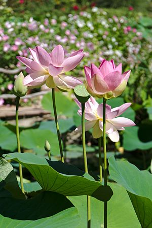 English: Sacred lotus Nelumbo nucifera in botanical garden "Jardin des Martels". Français : Lotus sacré Nelumbo nucifera au jardin botanique « Jardin des Martels ».