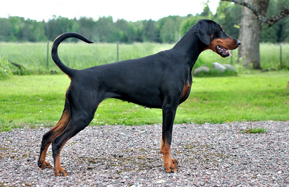 Weißer dobermann