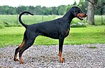 Vorschaubild für Dobermann