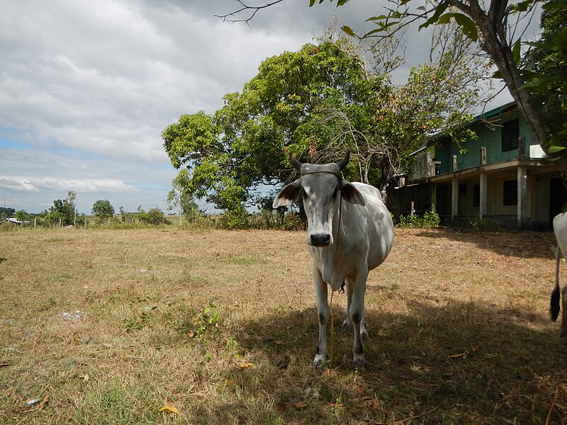 File:JfBungo,CattleGapanCityNE9245Bfvf 08.JPG