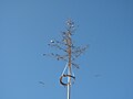 Čeština: Jiřičky obecné (Delichon urbica) na májce ve Vojníkově. Okres Písek, Česká republika. English: Common House Martin (Delichon urbica) on the maypole in Vojníkov village, Písek District, Czech Republic.