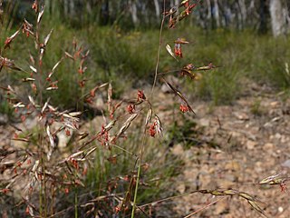 <i>Rytidosperma pallidum</i> Species of grass