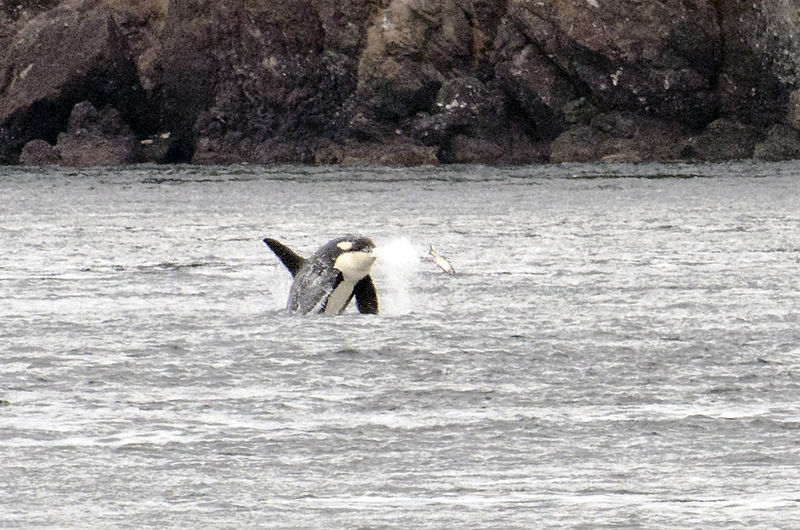 File:Jumping orca.jpg