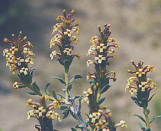 <i>Mulguraea</i> Genus of flowering plant