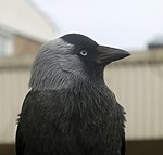 Another photo of the same jackdaw.