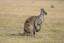 Kangaroo Island Western grey kangaroo (Macropus fuliginosus fuliginosus) male.jpg