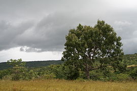 Ejemplar en Burkina Faso.