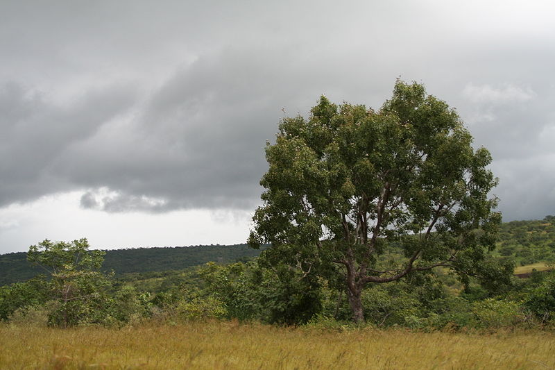 File:Khaya senegalensis MS 2037.JPG