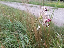 Kiefferia pericarpiicola 0.jpg