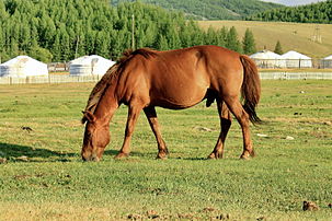 Un cheval mongol. (définition réelle 3 311 × 2 207)