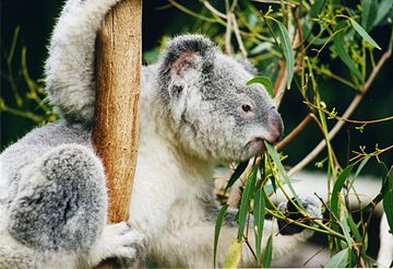 Koala (Phascolarctos cinereus) eating the leaves