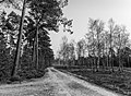 * Nomination Sandy path with many birches on the right. Location: Kroondomein Het Loo. --Agnes Monkelbaan 05:44, 12 March 2021 (UTC) * Promotion Good quality --Michielverbeek 06:08, 12 March 2021 (UTC)