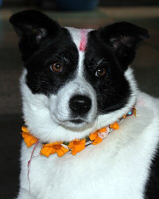 <span class="mw-page-title-main">Kukur Tihar</span> Hindu festival honouring dogs