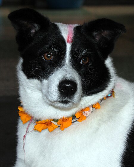 Kukur Tihar