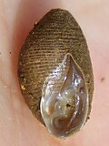 Thumbnail for Ellobiidae