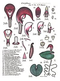 plate 015 Corybas neocaledonicus