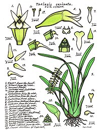 plate 076 Thelasis carinata