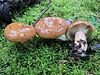 Lactarius affinis 475616.jpg 