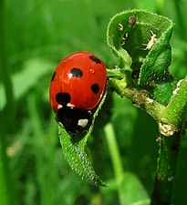 Ladybug with aphids