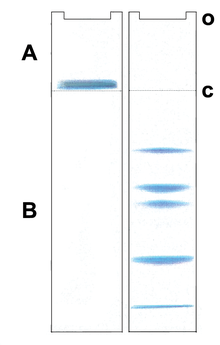 Postulated migration of proteins in a Laemmli gel system A: Stacking gel, B: Resolving gel, o: sample application c: discontinuities in the buffer and electrophoretic matrix Laemmli System.png