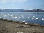 Whooper swans at Lake Kussharo