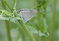 Lampides boeticus Pea Blue Lampides