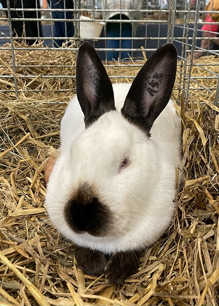 File:Lapin russe.jpg