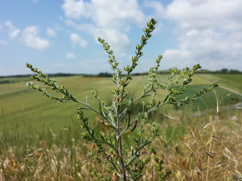 File:Lappula squarrosa s. str. sl14.jpg