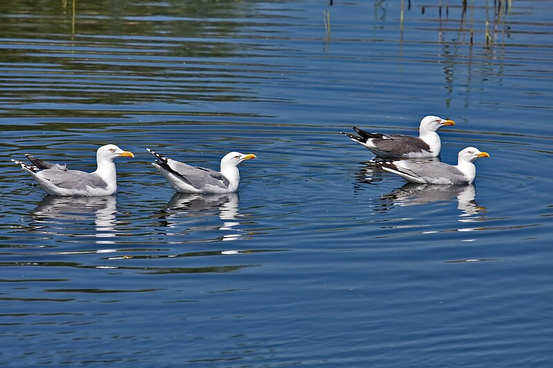 File:Larus argentatus vs Larus fuscus Gulls.jpg