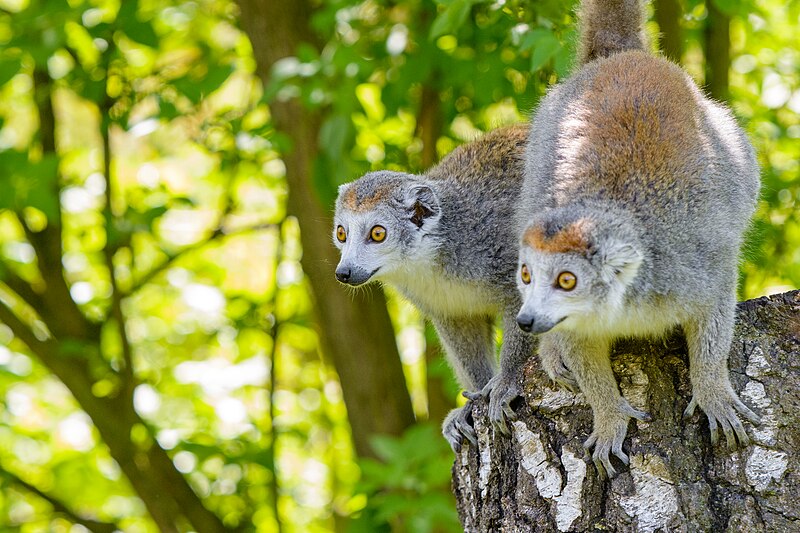 File:Lemur (40876832763).jpg