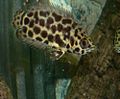 Леопардова ктенопома (Ctenopoma acutirostre)
