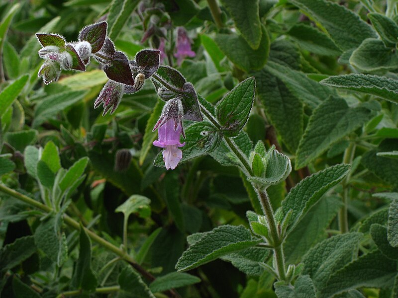 File:Lepechinia fragrans fl.JPG