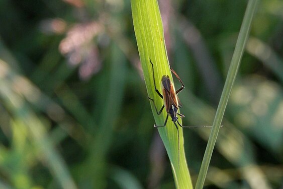 Hemiptera