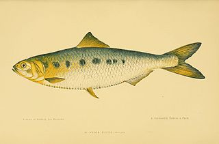 <i>Alosa agone</i> Species of fish