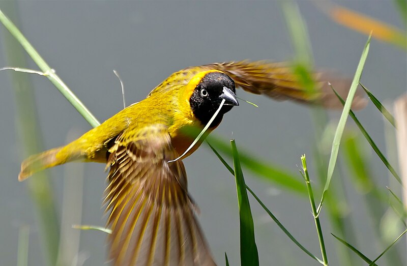 File:Lesser Masked Weaver (Ploceus intermedius) male flying away with a strip of leaf for its nest ... (30480558924) (2).jpg