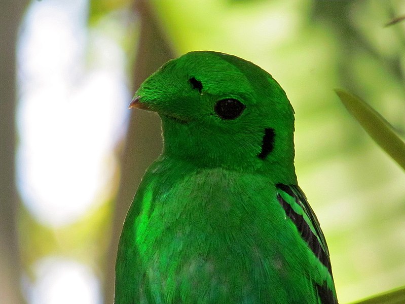 File:Lesser green broadbill (7004864188).jpg