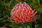 33 - Leucospermum glabrum (Scarlet Ribbon)