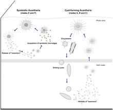 Hypothetical scenario of the life cycle in symbiotic and cyst-forming Acantharia with shallow and deep reproduction, respectively. Life cycle in symbiotic and cyst-forming Acantharia.png