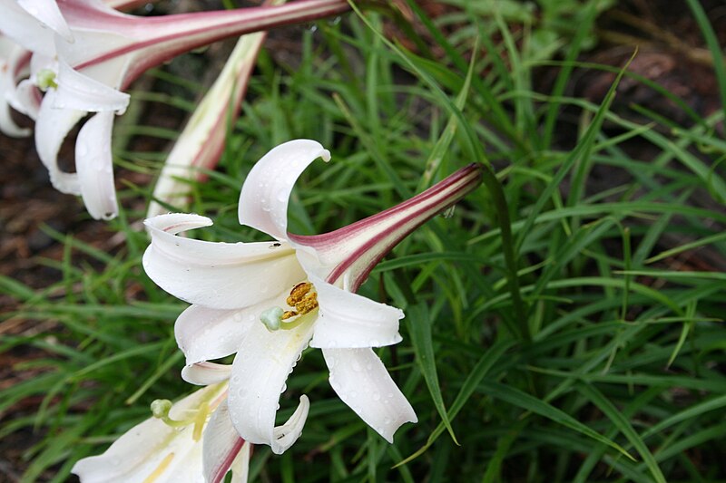 File:Lilium formosanum 3.jpg