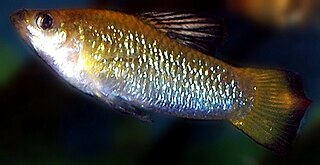 Perugias limia species of fish