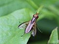 Limnia unguicornis (Scopoli, 1763)