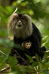 Macaca silenus Lion-tailed macaque with baby.jpg