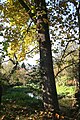 Arboretum Robert Lenoir - Rendeux (Belgium).