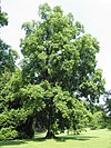 Liriodendron tulipifera JPG01.jpg