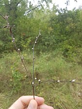 Lithospermum officinale (Herbe aux perles)