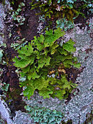 Lobaria pulmonaria, tree lungwort, lung lichen, lung moss; Upper Bavaria, Germany