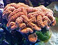 Lobophyllia hemprichii 1.jpg